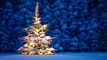 Tree in the Wilderness, winter, blue, woods, lights, snow, Christmas tree, forest HD wallpaper