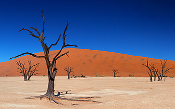 Dead Vlei, blue, deserts, skies, beautiful, nature HD wallpaper