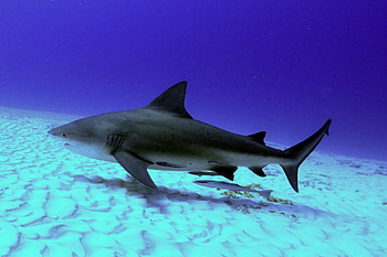 Bull Shark, animal, bull, shark, ocean HD wallpaper