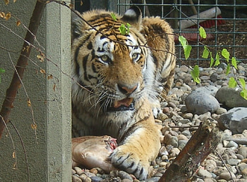 dinner time, cats, tiger HD wallpaper