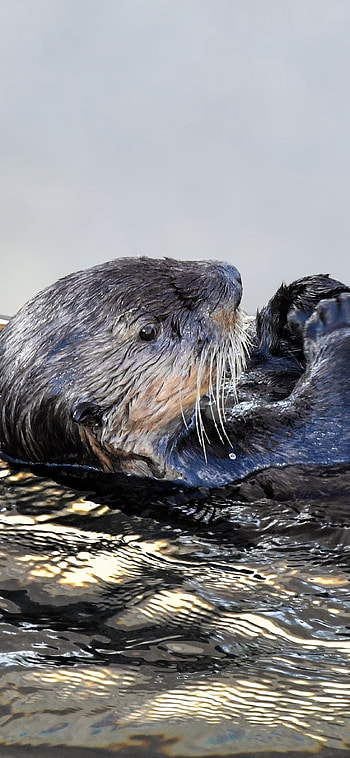 Aquatic otter , bliss, Swims in serenity, Breathtaking background HD phone wallpaper
