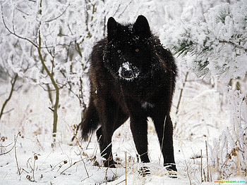 Animals, Wolfs, Winter HD wallpaper