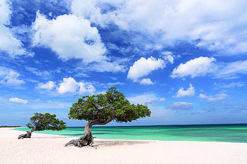 Aruba Island, Iconic divi divi trees, Sandy beaches, Paradise found HD wallpaper
