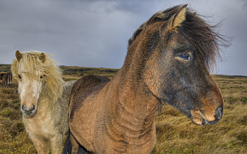 Animals, Grass, Horses, Pony HD wallpaper