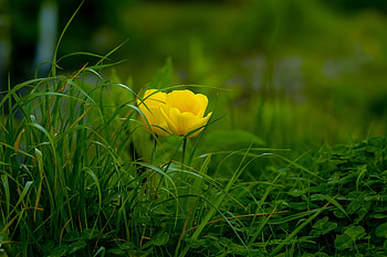 tulip, grass, bloom, green HD wallpaper