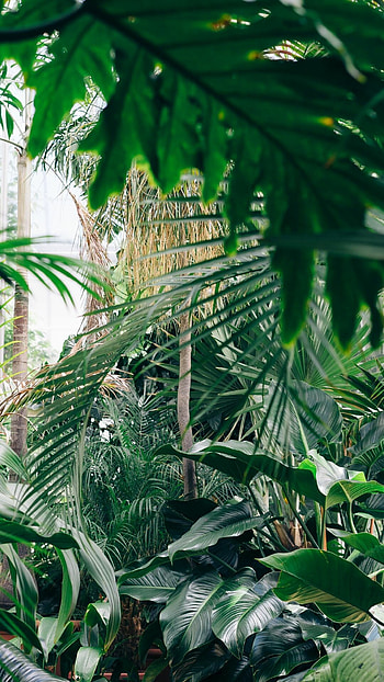 Vibrant foliage, Breathtaking scenery, Serene rainforest, Mobile HD phone wallpaper