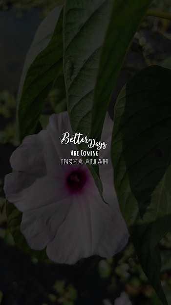 Better day,s Coming, wildflower, petal, Islam, natural, inshaallah, Islamic, betterday, flower HD phone wallpaper