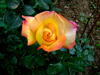 Plants, Flowers, Roses HD wallpaper