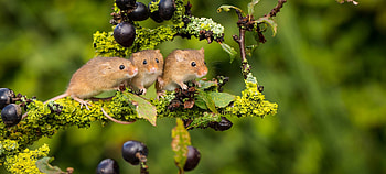 Captivating mouse , Cute mice, Adorable creatures, Backgrounds HD wallpaper