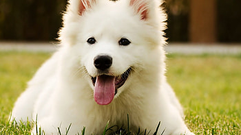 Dog - White Puppy, White, Grass, Dog, Language, Puppy HD wallpaper
