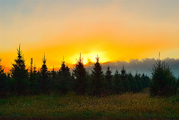Sunrise, trees, landscape, skyline HD wallpaper