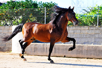 Bay Spanish Stallion, spanish, andalusian, horses, bay, iberian HD wallpaper