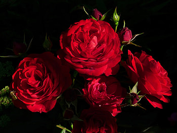 Red Roses, Flowers, Roses, Bouquet, Red HD wallpaper