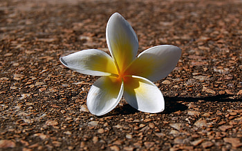 Lonely Plumeria, white plumeria, plumeria, tropical flowers, tropical HD wallpaper
