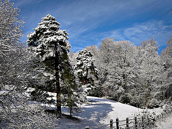 Pines in Winter, winter, snowy, pines, snow, christmas, fields, trees, farms, nature HD wallpaper