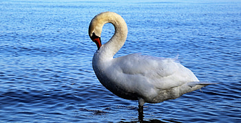 White, swan, bird HD wallpaper