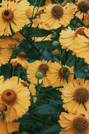 Flowers, Plant, Close-Up, Flowering, Bloom HD phone wallpaper