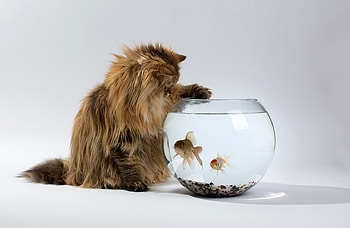 Playing, pisica, animal, summer, cat, fish, water, aquarium HD wallpaper