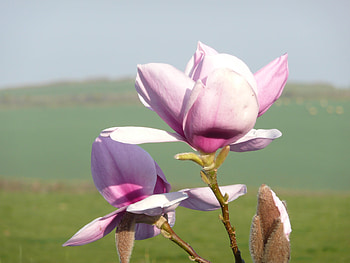 Magnolia in my late Mother's garden, garden, pink, magnolia, flower HD wallpaper