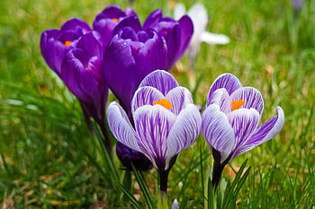Vibrant purple crocus flowers bloom in a lush meadow during springtime, showcasing nature's beauty. HD wallpaper
