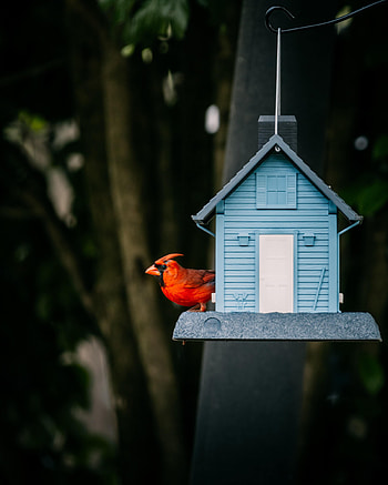 Animals, Bird, Red Cardinal, Birdhouse HD phone wallpaper
