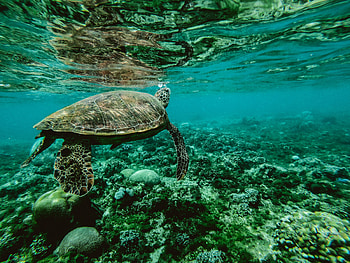 Turtle Underwater, turtle, reptile, animals, underwater, sea HD wallpaper