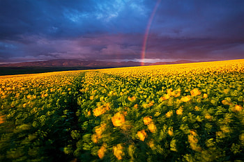 Spring-Light, sky, yellowm field, nature, flowers, spring HD wallpaper