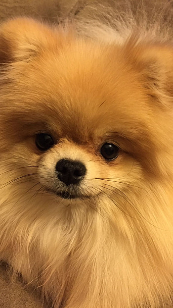 Pomeranian Dog, Cute, Dog HD phone wallpaper