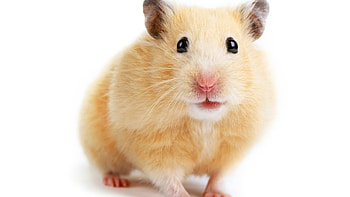 Syrian, Hamsters HD wallpaper