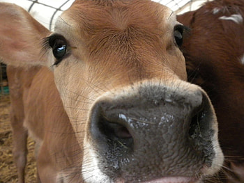 Hello Beautiful, sweet, cow, white, graphy, farm, beautiful, country, nose, brown, big, hop, smart, cattle, look HD wallpaper