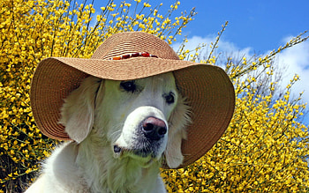 Animals, Summer, Dog, Muzzle, Hat HD wallpaper