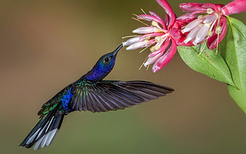 Hummingbird, Animal, Birds HD wallpaper