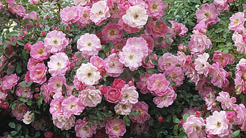 Flowers, Leaves, Pink, Briar, Wild Rose HD wallpaper
