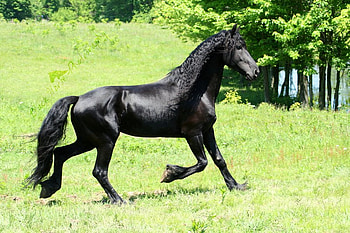 Shiny Keegan, larisa allen, horses, friesian, keegan HD wallpaper