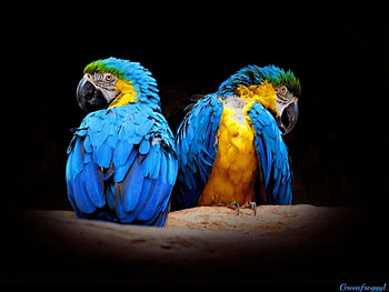 MACAWS, BIRDS, CREATION, ABSTRACT HD wallpaper