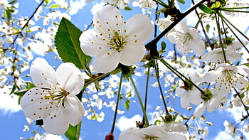 Plants, Flowers, Trees HD wallpaper