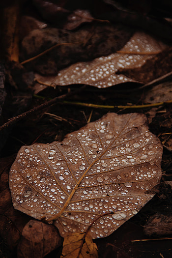 Leaves, Drops, Macro, Wet, Brown HD phone wallpaper