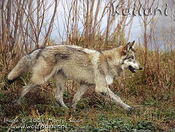 Wolf, nature, wolves, grey wolves, animals HD wallpaper