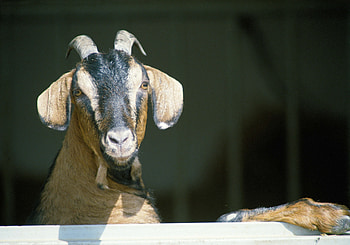 Animals, Horns, Goat, Hooves, Hoof HD wallpaper