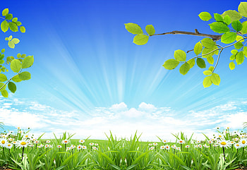 Springtime, summer, rays, leaves, skies, green, spring, daisies HD wallpaper