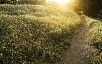 Nature, Sun, Summer, Shine, Light, Field, Path, Ears, Trail, Herbs, Herbage, Spikes HD wallpaper