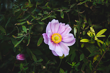 Flowers, Pink, Bush, Rose Flower, Rose, Garden, Garden Flower HD wallpaper