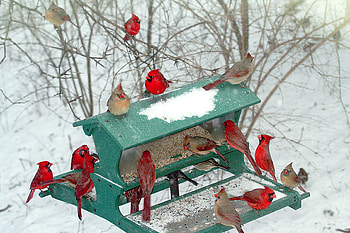 cardinals, winter, birds, feast, red, male, female HD wallpaper