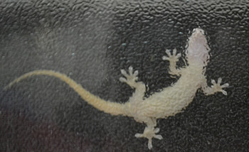 lizard at window, amadeen, kum33r, graverobber, nice-destiny, purplehaze74, merih1, kkraja, jacqelinela, morizmo, floriana, spanish-gurl, santos23, robotic, pinegreen, levyznin, jwoof, ramyadevims, sewenka, mello, truckdriver, kull, ohio, sotos, jackie133, mj90, myst3rio, itta31, janu12, irwin, deadcreed12, zeeshan7, solidgiant, justin636, walt513, norbevort, nadxxm, anonymous, dencedex23, pekagibson, imransajan6, bluerose, tedisoo, ozzy5555, dreamer-girl, jercko, javajodi, sensssor, perscons, lu, adel, feliperovere, eremit, delorean, gwgreen1 HD wallpaper