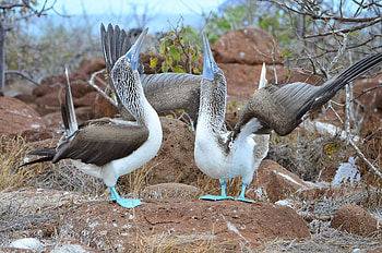 Blue footed booby, Dispenser amenities, Adorable, Marine bird HD wallpaper