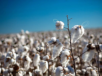 Sky, Plant, Macro, Field, Cotton HD wallpaper