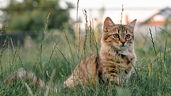 Cat, animal, kitten, kitty HD wallpaper