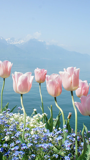 Tulips, Spring HD phone wallpaper