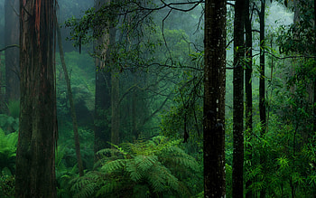 retreat, nature bliss, Tranquil forests, Immersive escape HD wallpaper