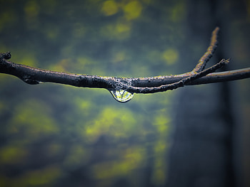 Macro, Shine, Light, Branch, Drop, Dew HD wallpaper